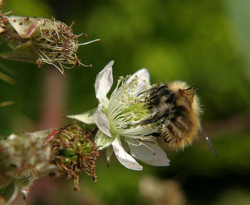 Bramble 9Y051D-013.JPG